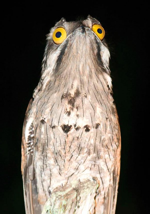 pajaro-great-potoo-2
