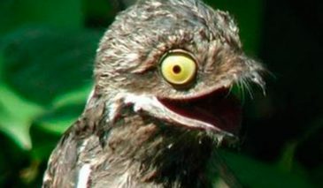 Potoo