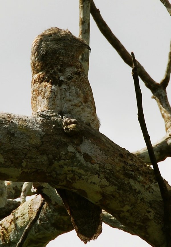 pajaro-great-potoo-4