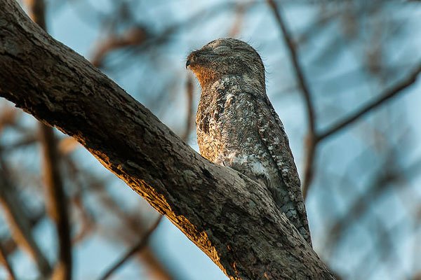 pajaro-great-potoo-5
