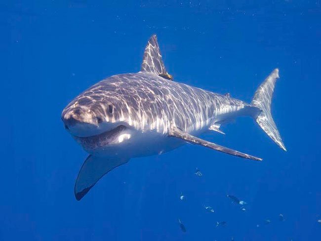 selfies-vs-tiburones-4