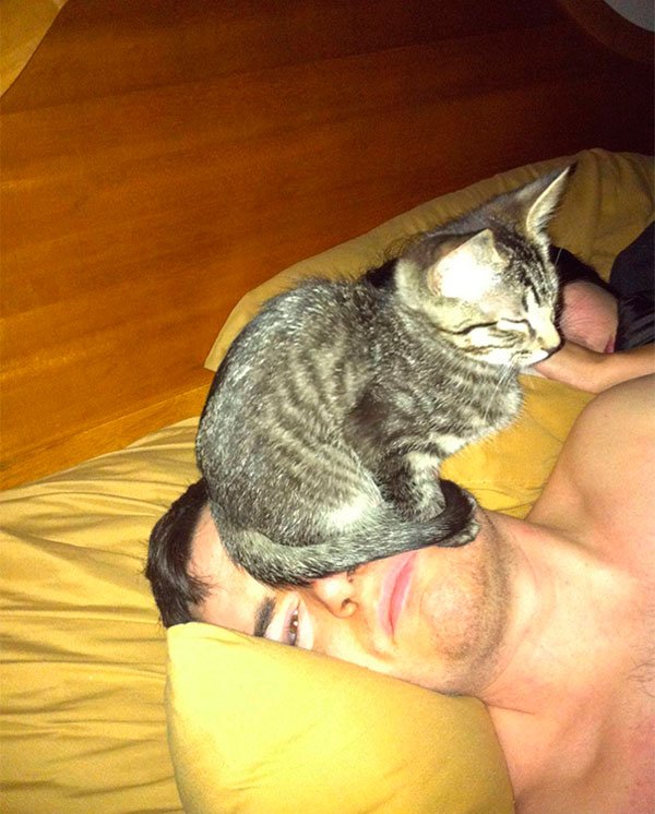 gatos-espacio-personal-2