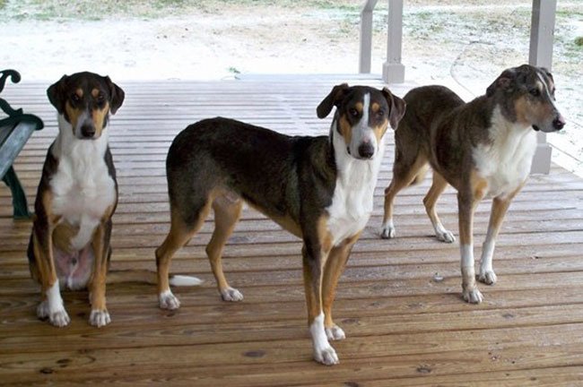 hombre-clona-perro-2