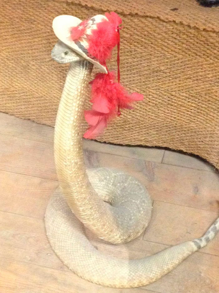 serpientes-con-sombrero-4
