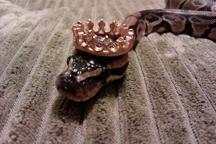 serpientes-con-sombrero-9