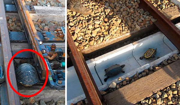 Túneles de ferrocarriles para tortugas